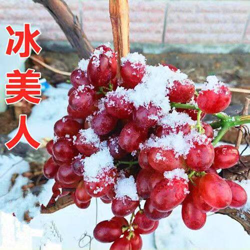 冰葡萄苗无籽冬葡萄苗冬天不下架晚熟葡萄树曲南北方冰美人葡萄苗