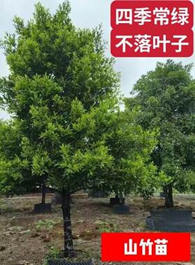 冰糖山竹苗黄金山竹果树泰国山竹四季常绿不落叶房前屋种植果树苗