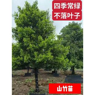 冰糖山竹苗黄金山竹果树泰国山竹四季常绿不落叶房前屋种植果树苗