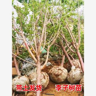 特大蜂糖李子树苗三华脱骨清脆李果苗盆栽地栽南北方种植西梅树苗
