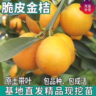 脆皮金桔树苗南北方庭院地栽嫁接金钱桔子盆栽四季柑橘苗当年结果