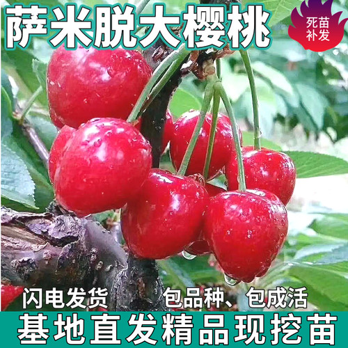 萨米脱大樱桃树苗南北方