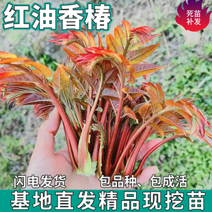 正宗红油香椿树苗南北方盆栽地栽种植四季可食用香椿苗四季椿芽菜