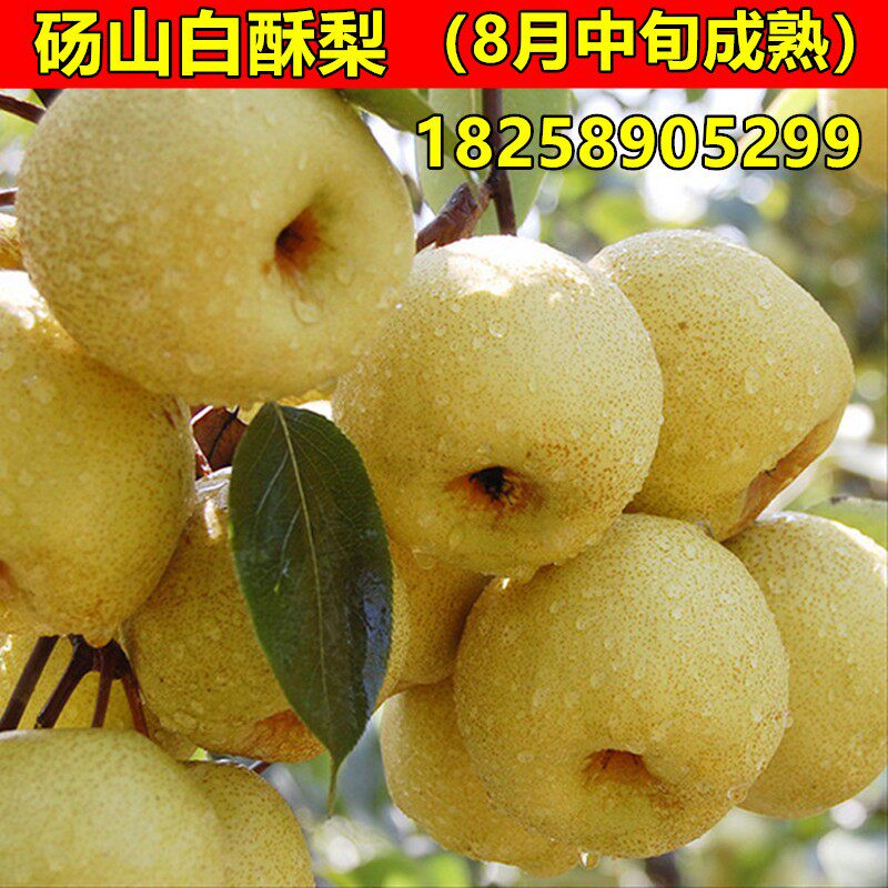 嫁接梨树苗 砀山白酥梨树苗 梨子树苗当年结果南方北方种植果树苗