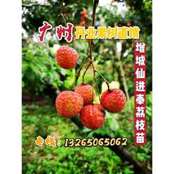 广州特大嫁接荔枝果树苗名贵增城挂绿荔枝树苗仙进奉荔枝树苗