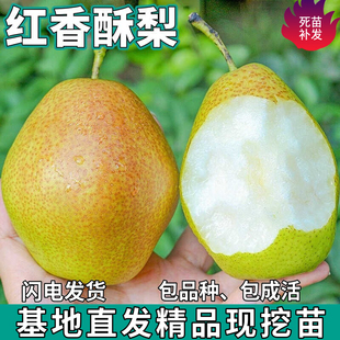 红香酥梨果树苗南北方地栽庭院盆栽种植特大果嫁接甜梨苗当年结果