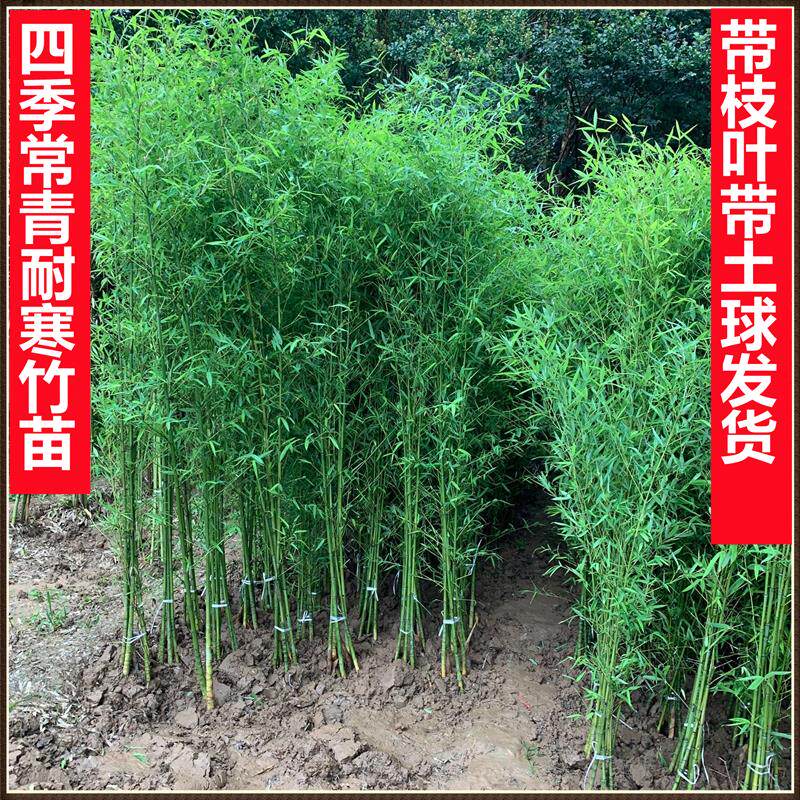 竹子苗庭院植物北方耐寒紫竹苗罗汉竹毛竹盆栽户外风景四季青竹苗