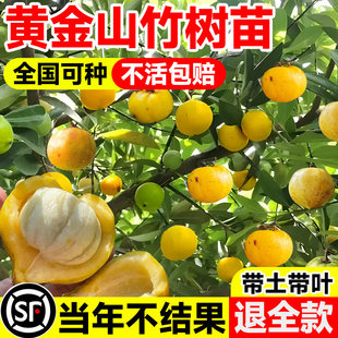 黄金山竹树苗带果嫁接水果树庭院盆栽地载南北方种植四季耐寒果苗