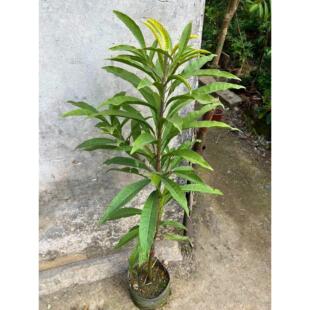 正宗海南耀堂蛋黄果苗树木瓜仙桃苗蛋黄果树苗水果树四季种植盆栽