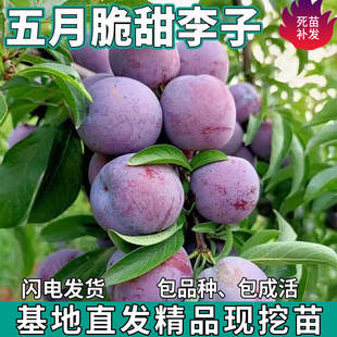 五月脆凤凰李子苗树南北方地栽庭院种植盆栽嫁接李子树苗当年结果