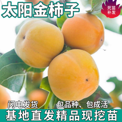 太阳金柿子树苗嫁接甜脆