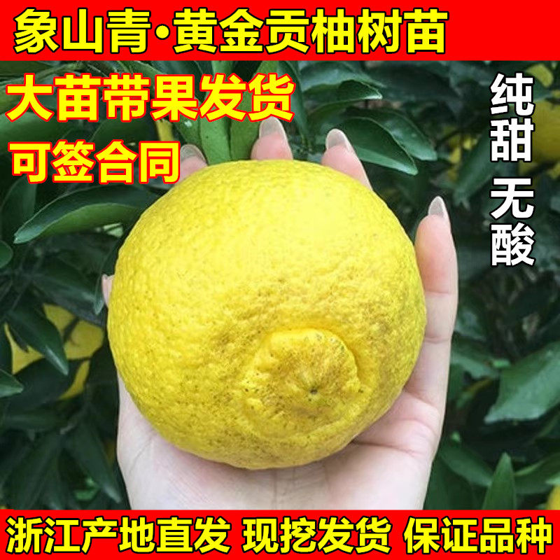 春香桔柚树苗 黄金贡柚苗 兼有桔和柚的香气 柑橘树苗 象山青树苗