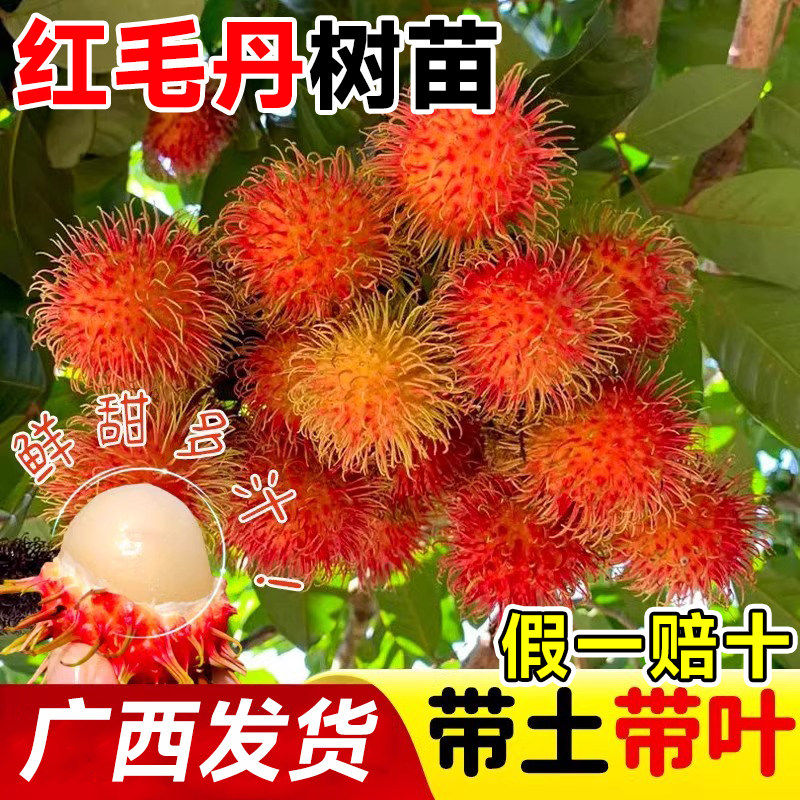 正宗嫁接红毛丹树苗南方种植当年结果毛荔枝苗地栽盆栽果树苗
