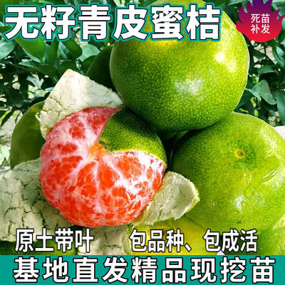 无籽青皮蜜桔苗树南北方