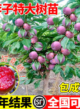 脆甜红李子树苗果树果苗盆栽地栽三华蜂糖新品种特大号南北方种植