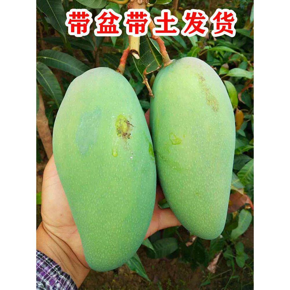 芒果苗树新品种四季金煌芒贵妃芒果苗盆栽地栽南北方种植当年结果