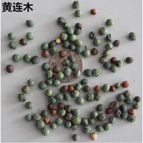 林木种子 新采黄连木种子 黄连木种籽 当年新种子 出芽率高