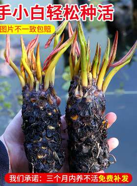 睡莲水培植物四季水养荷花水莲花盆栽花卉水池塘大睡莲根块带花苞