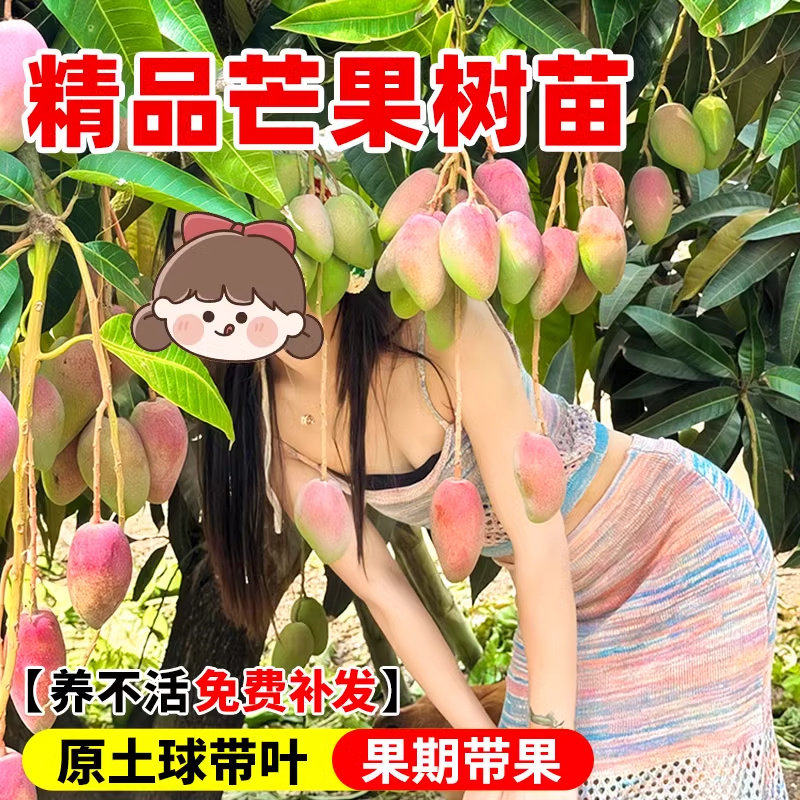 芒果树苗盆栽嫁接果树贵妃芒金煌芒果苗庭院地栽四季好养当年结果,鲜花速递/花卉仿真/绿植园艺,果树,淘宝优惠券,粉丝福利购,淘宝优惠卷