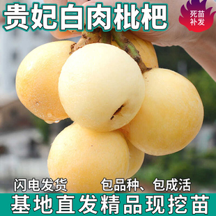 贵妃白肉枇杷苗树盆栽嫁接无核特大果南北方种植地栽活苗当年结果