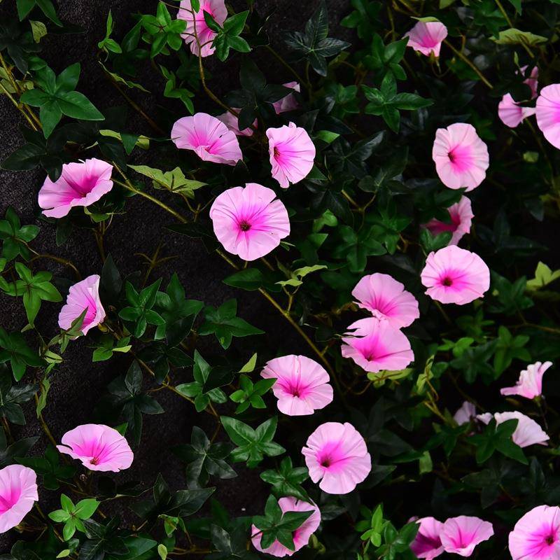 藤条阻燃仿花塑料花壁绢挂假花饰花防火花吊花挂装壁真花防火阻燃
