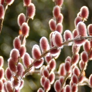 红猫柳 原生花毛柳树苗庭院花园阳台 花喜螺