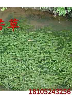 草鱼草种养鱼鱼吃的养殖四季畜牧鱼塘水草鱼草牧草喂鱼一年生