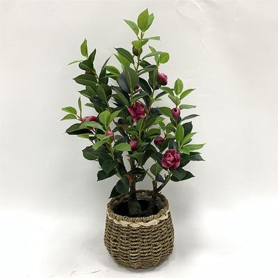 山茶花树绿植花AL-SCH-0造装园人林景观饰绿植家居客厅假摆件树