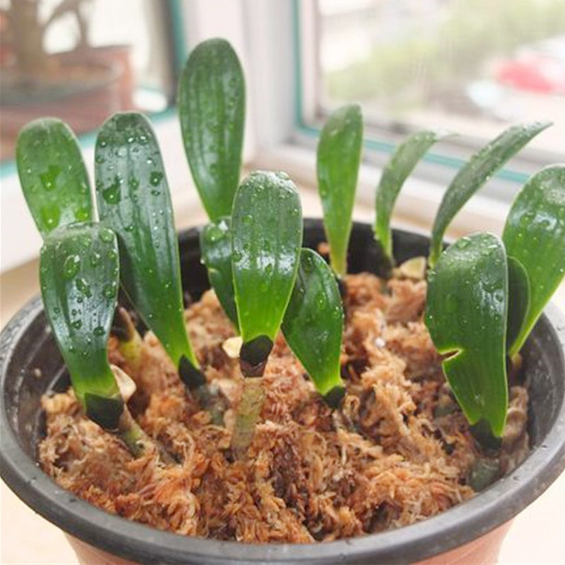 干苔藓蝴蝶兰专用水苔透气保水保湿君子兰石斛花土营养土兰花介质