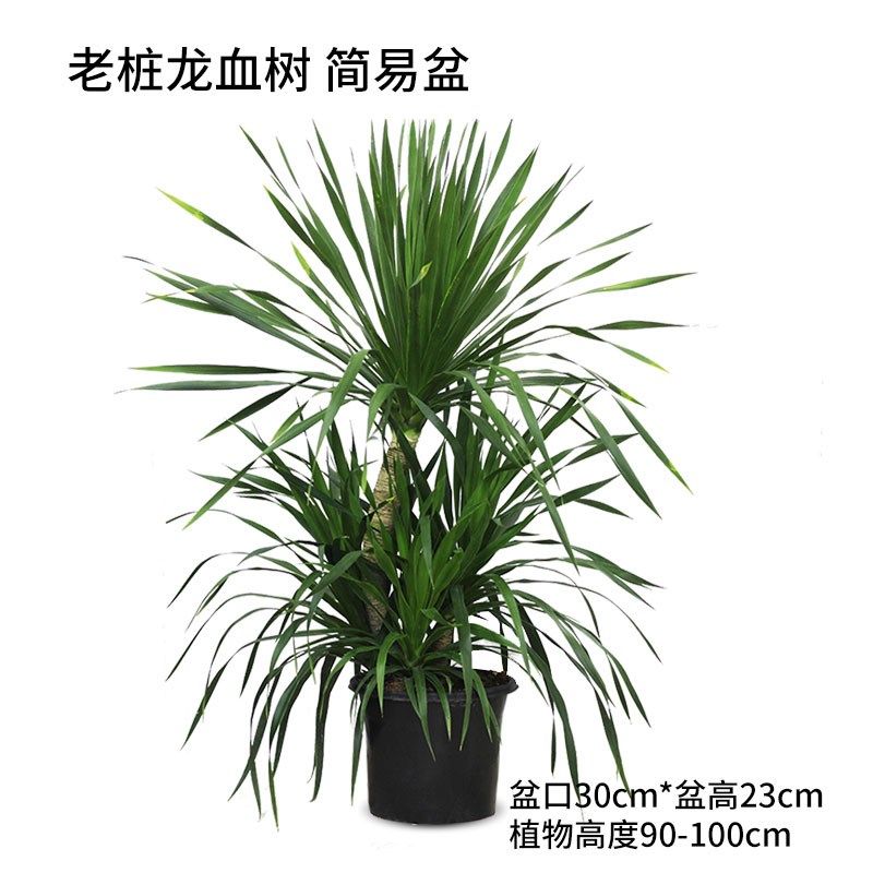 龙血树 大型老桩绿植 室内绿植 办公室大型盆栽