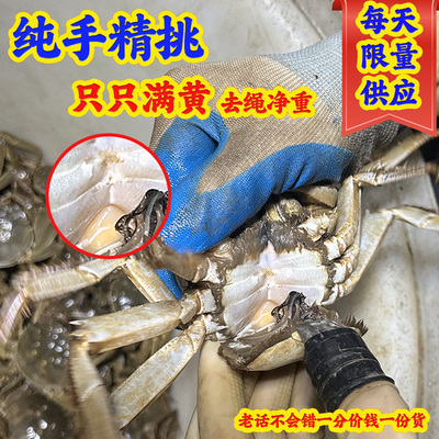 【活蟹手工精挑只只满黄】大闸蟹