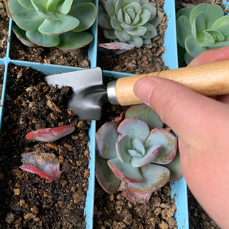 多肉植物种植铲子耙子园艺工具铁锹铁铲种植栽花种菜户外挖土花铲,纺织面料/辅料/配套,服装加工设备,淘宝优惠券,粉丝福利购,淘宝优惠卷