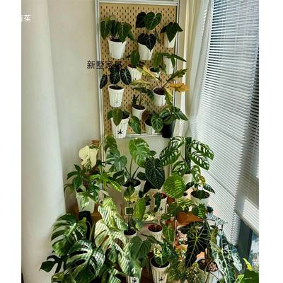 阳台花架置物架洞洞板顶天立地铝型材绿植架室内多肉花盆架子