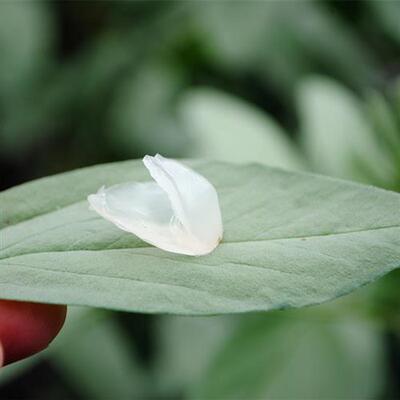 野生天然皂角米 云南梁河单荚雪莲子干货 配桃胶雪燕皂角米100克