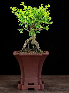 宜333紫砂花盆方形盆景盆带底座庄老绿松柏文兴竹黑松盆植栽园艺