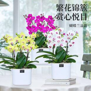 植兰蝴蝶兰盆栽带花带花苞养客厅室内好花卉微型绿植花双花剑桌面