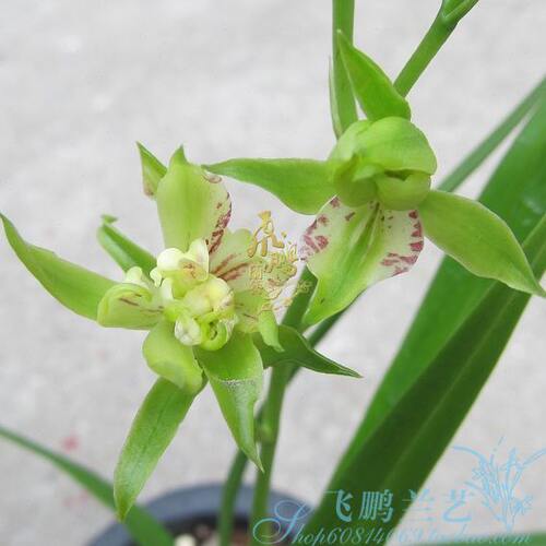 兰花苗建兰 峨眉牡丹 四季兰阳台庭院绿植大花奇花浓香好养绿植