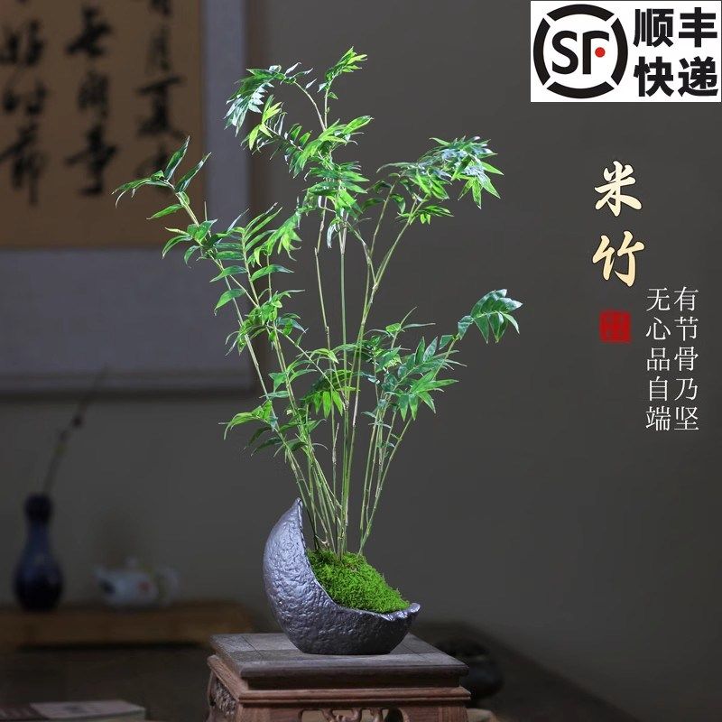 米竹植物凤尾竹子盆栽苔藓新中式懒人小盆景办公桌茶桌面室内绿植