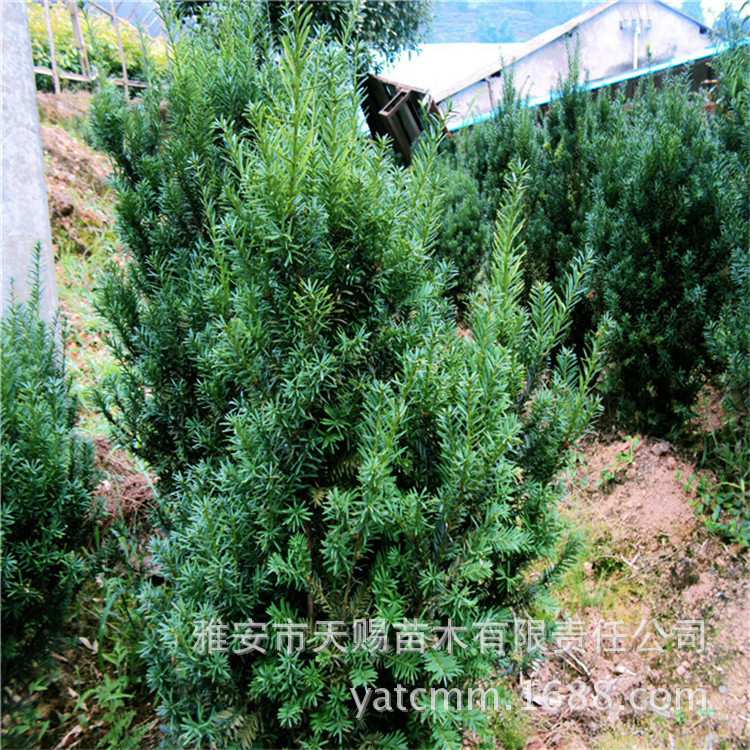 基地 曼地亚红豆杉绿化树高2-2.5m市政绿化工程苗木景区景观树