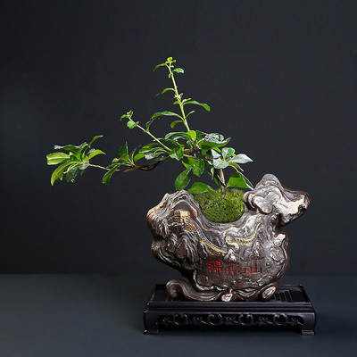 复古陶瓷花盆室内多肉菖蒲盆栽盆子创意发财树文竹盆景盆特价清仓