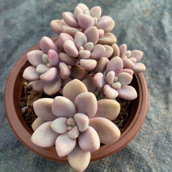 艾伦 包邮多头群生肉嘟嘟肥厚新手好养多肉植物易繁殖萌物小老桩