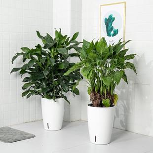 懒人自动吸水塑料盆景花盆圆形简约北欧风格树脂落地大花盆特大号