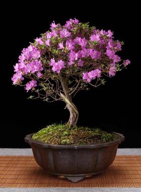 精品菱花紫砂花盆兰花多肉菖景蒲盆内面园艺绿植创意陶桌WTC室瓷