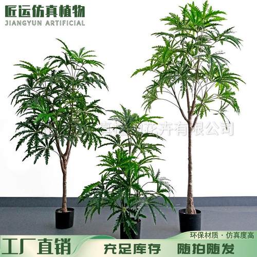 新款服饰橱窗美陈装饰植物北欧侘寂风大型高级仿真孔雀木绿植盆栽