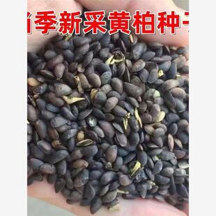 正宗黄柏种子厚皮川黄柏树种子黄柏苗籽中药材农业种植关黄柏种籽