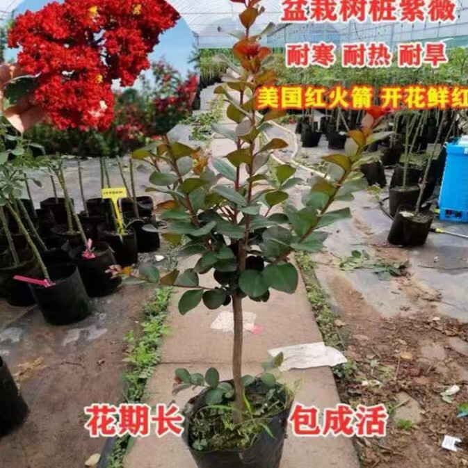 美国紫薇花树苗红火箭球
