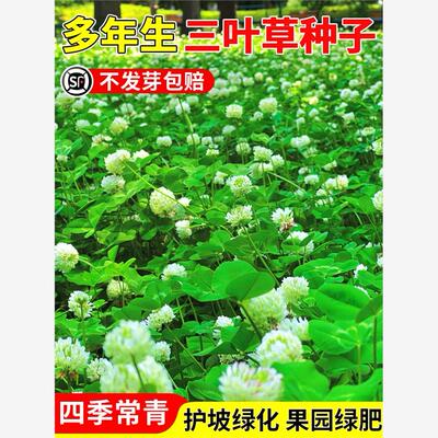 三叶草种子红三叶白三叶车轴草种籽四季常青庭院护坡绿化草坪草籽