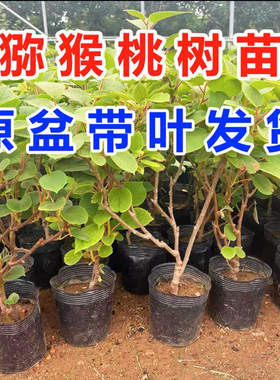 猕猴桃苗盆栽正宗带土带叶子果树雌雄同株嫁接南北方种植当年结果