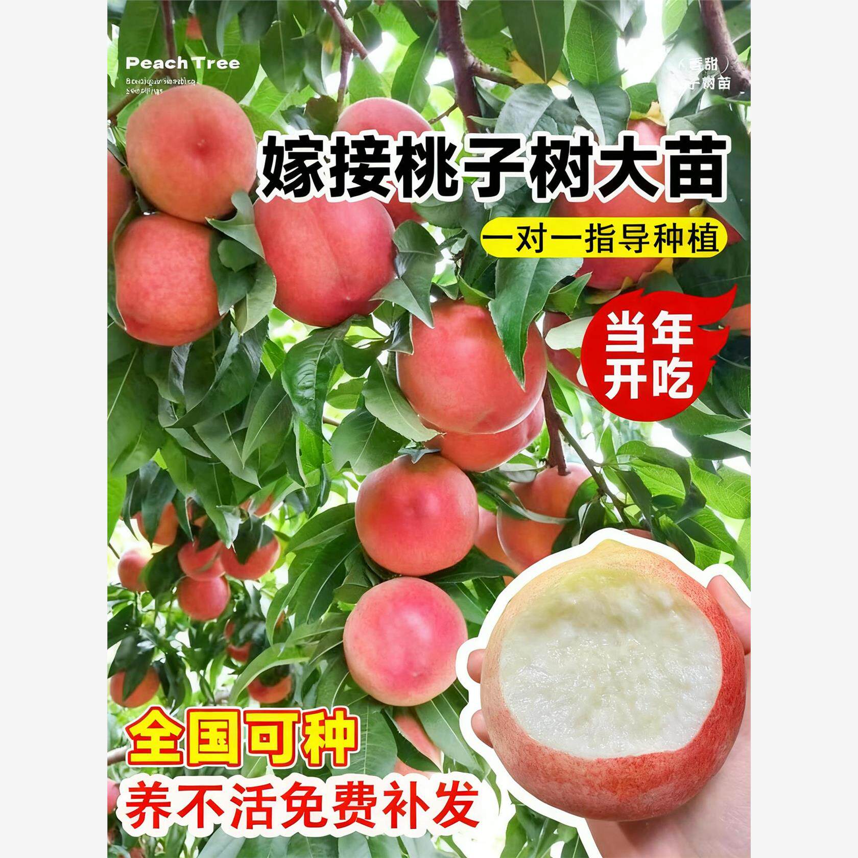 特大冬桃树果苗鹰嘴桃油桃嫁接桃树南方北方四季种植庭院果树大树