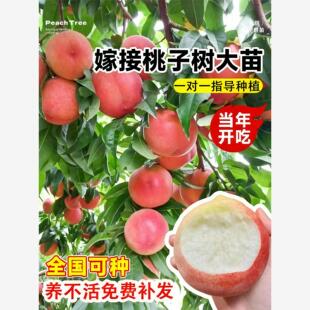 特大冬桃树果苗鹰嘴桃油桃嫁接桃树南方北方四季种植庭院果树大树